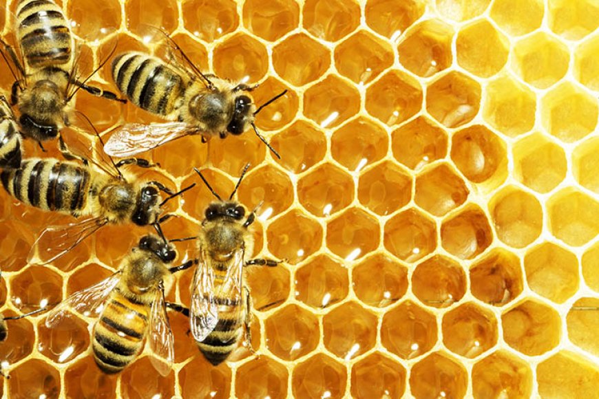 What is Royal Honey? Know everything about Royal Honey