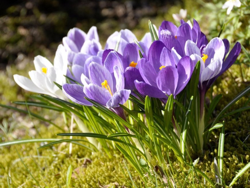 10 Beautiful Purple Flowers That Will Blow Your Mind