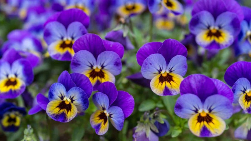 10 Beautiful Purple Flowers That Will Blow Your Mind