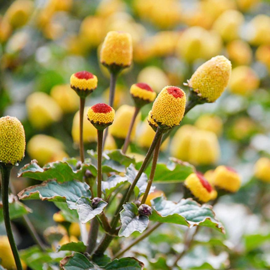 Spilanthes acmella to recover teeth pain at home.