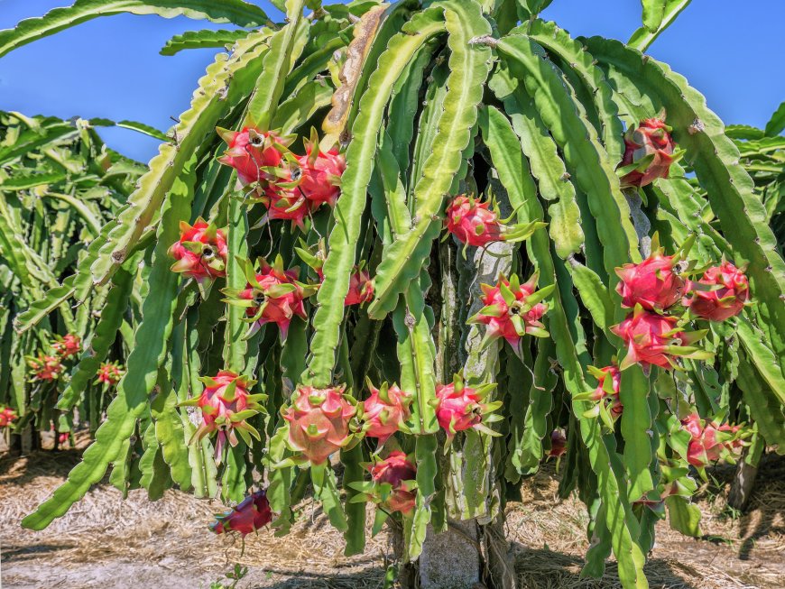 dragon fruit plant