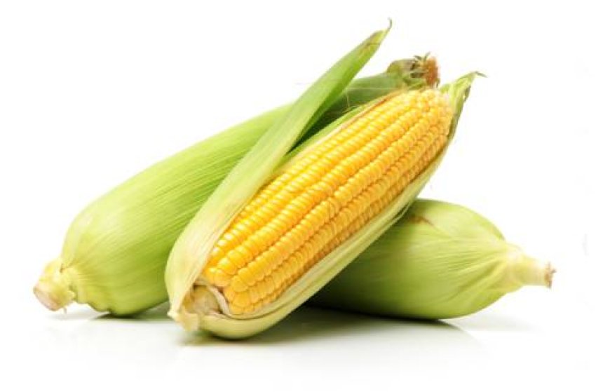 Maize