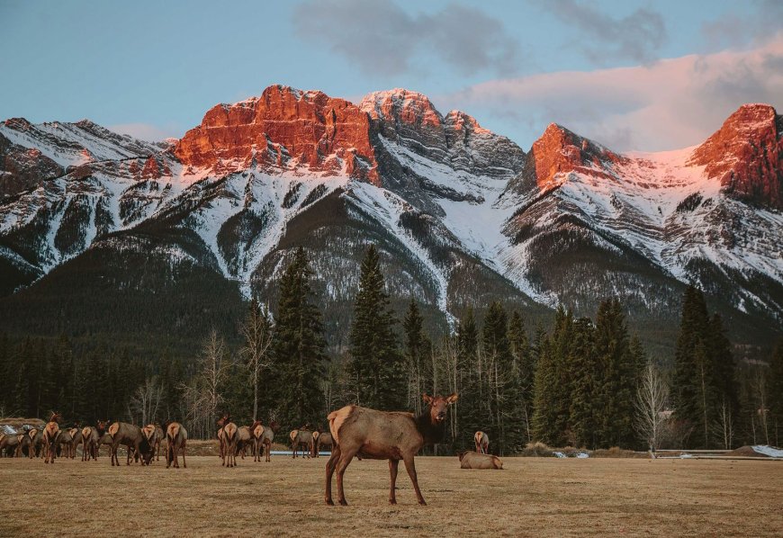 Hiking and Wildlife Spotting in Banff, Canada