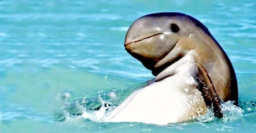 Irrawaddy Dolphin