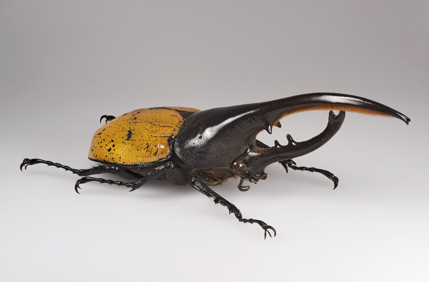 Hercules Beetle