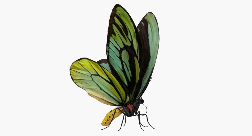 Queen Alexandra's Birdwing Butterfly