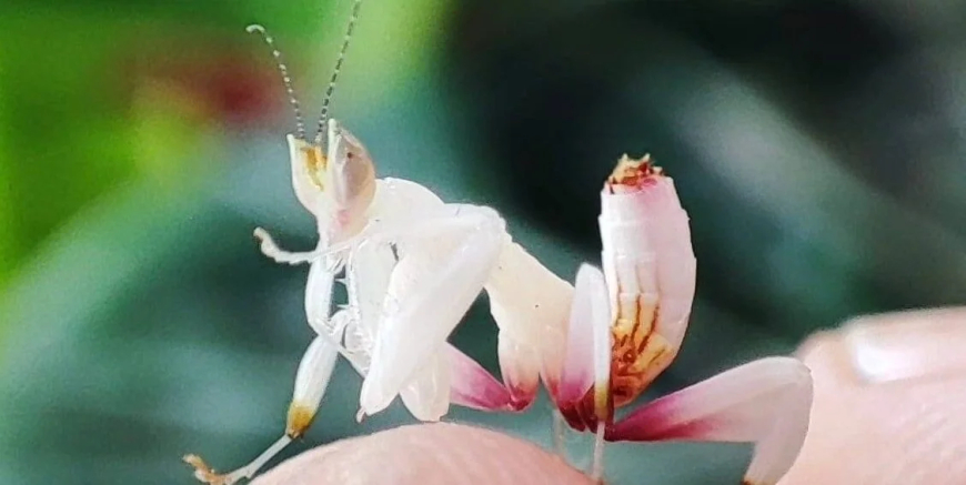 Orchid Mantis