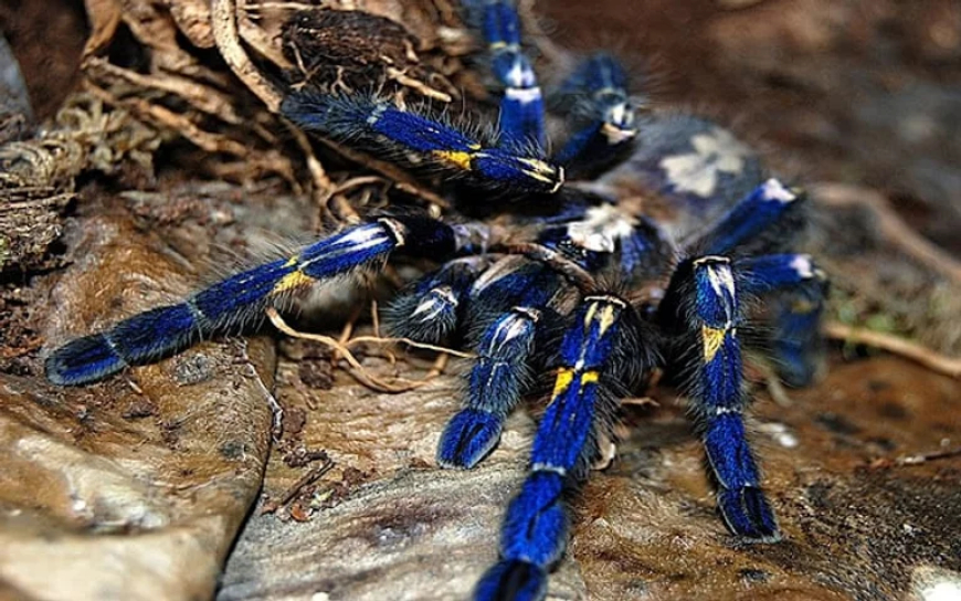 Gooty Sapphire Tarantula