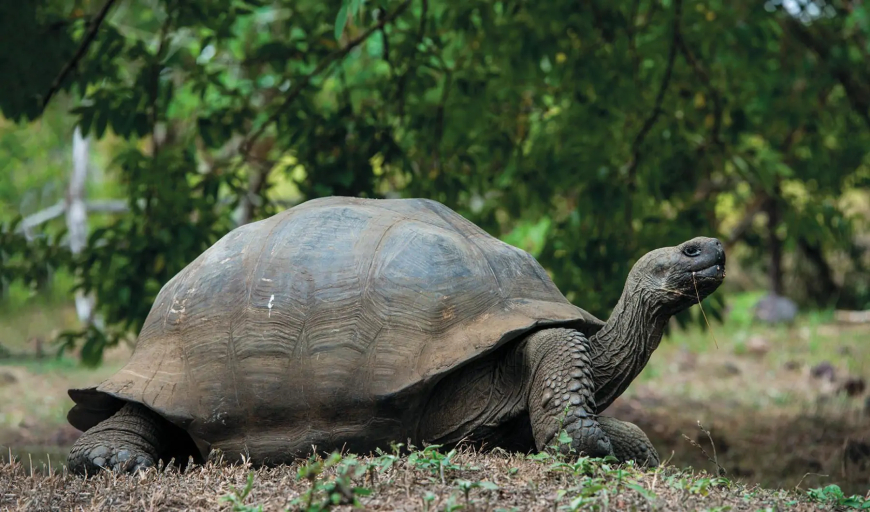 Galapagos Tortoise