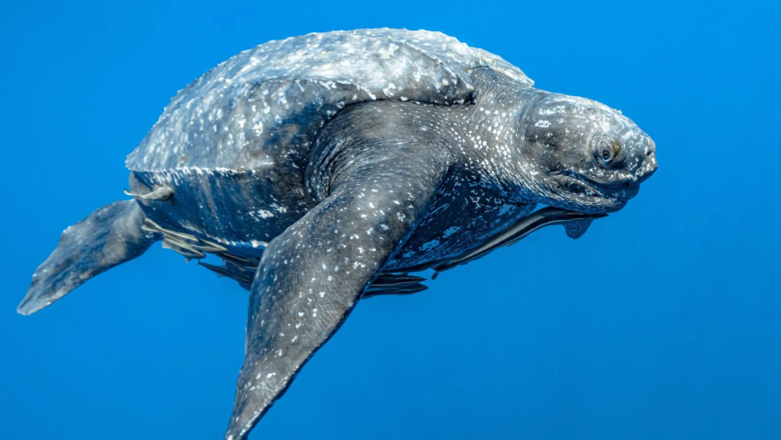 Leatherback Sea Turtle