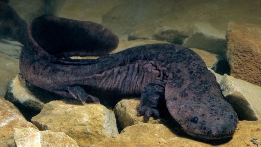 Chinese Giant Salamander