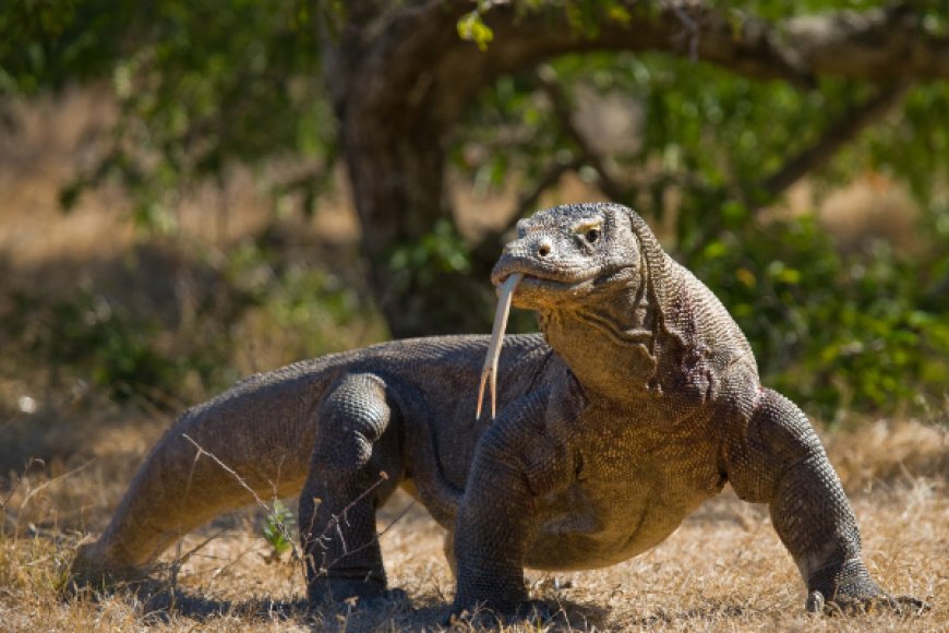 Komodo Dragon