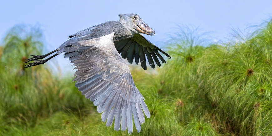 Shoebill Stork