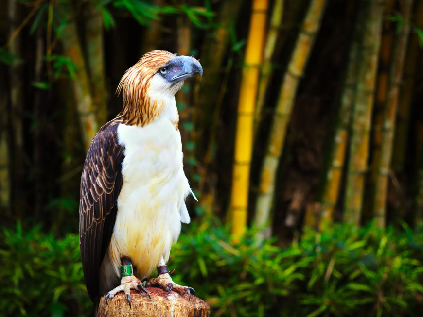 Philippine Eagle