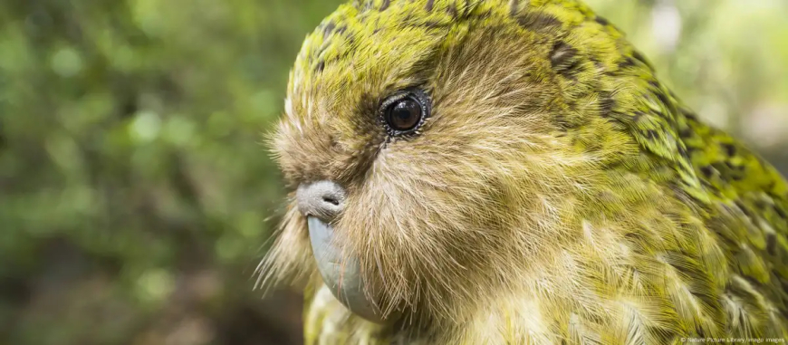 Kakapo