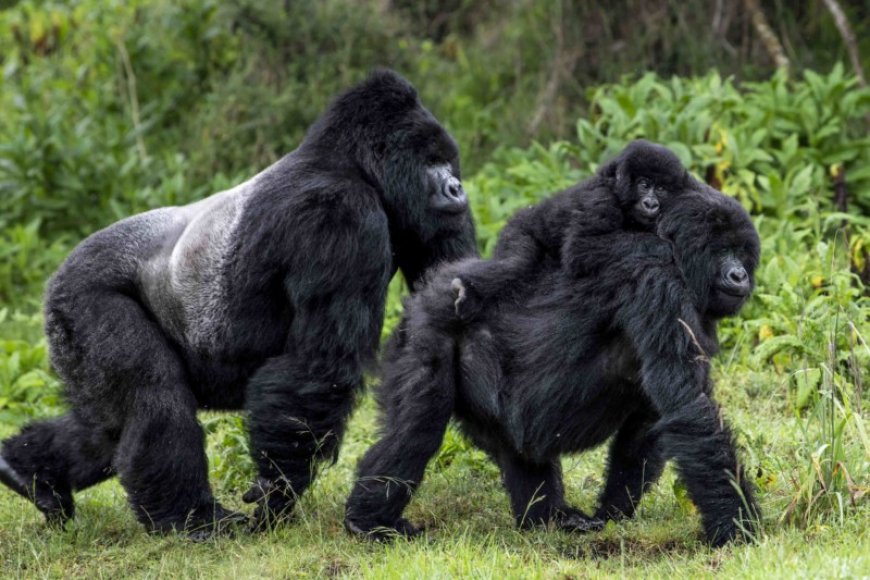 Mountain Gorilla