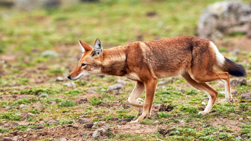 Ethiopian Wolf