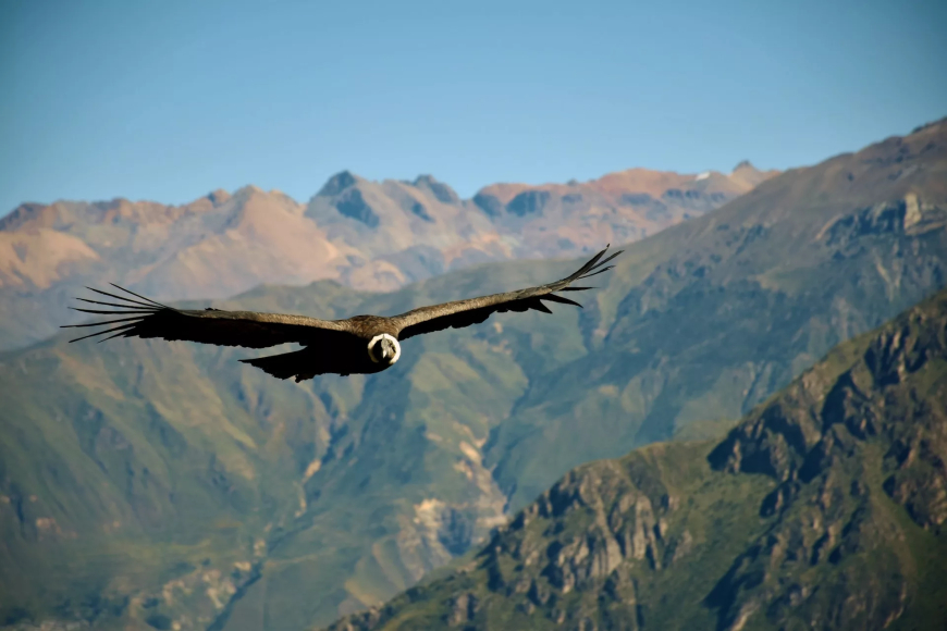 Andean Condor