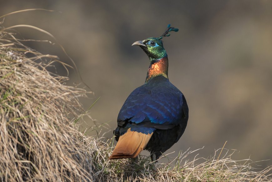 Himalayan Monal