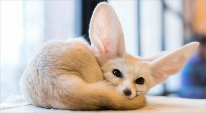 Fennec Fox