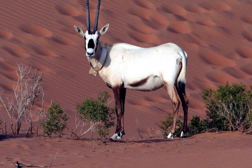 Arabian Oryx