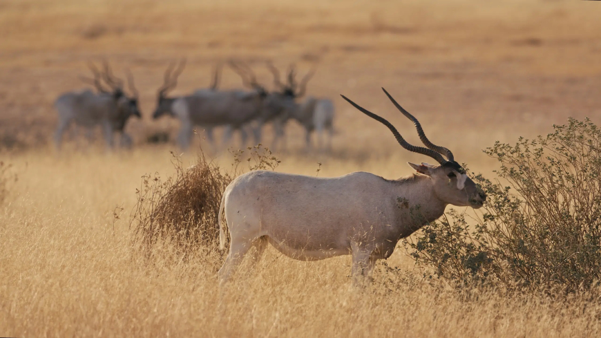 Addax