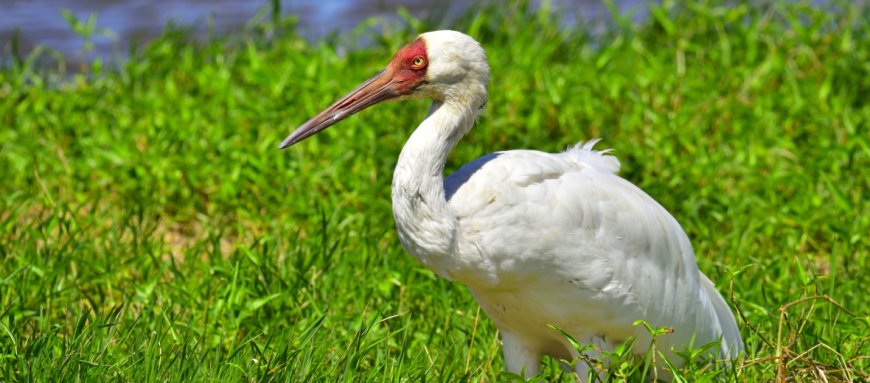 Siberian Crane