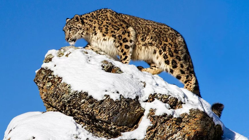 50 Rare and extraordinary  Animals You Must Know About on Earth