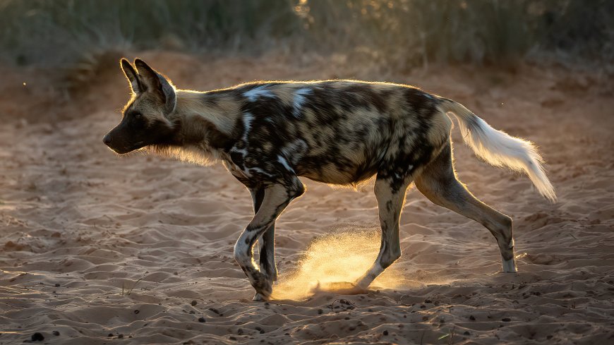 African Wild Dog