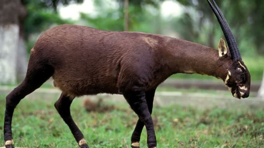 Saola