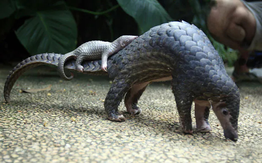 Pangolin