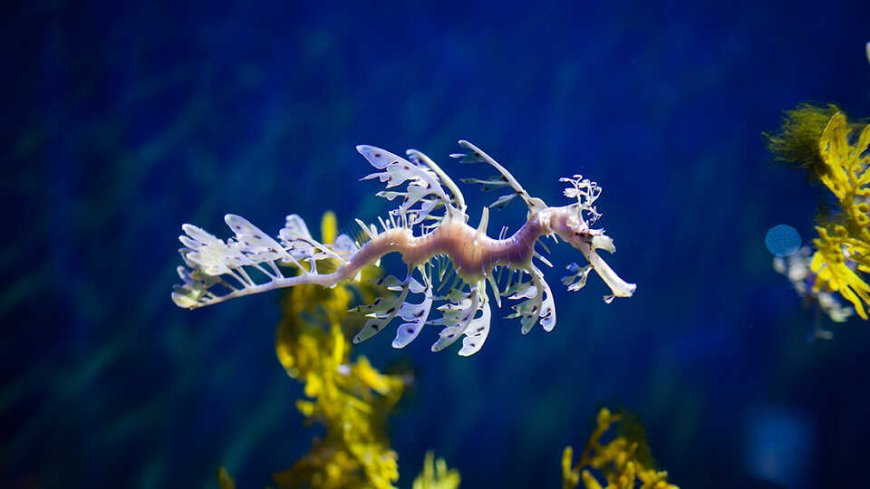 Leafy Sea Dragon