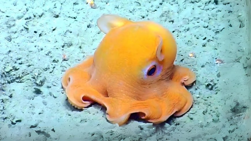 Dumbo Octopus