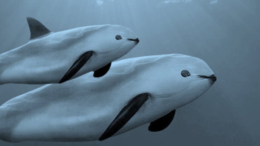 Vaquita