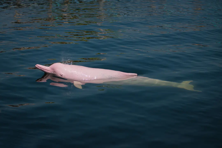 Pink River Dolphin