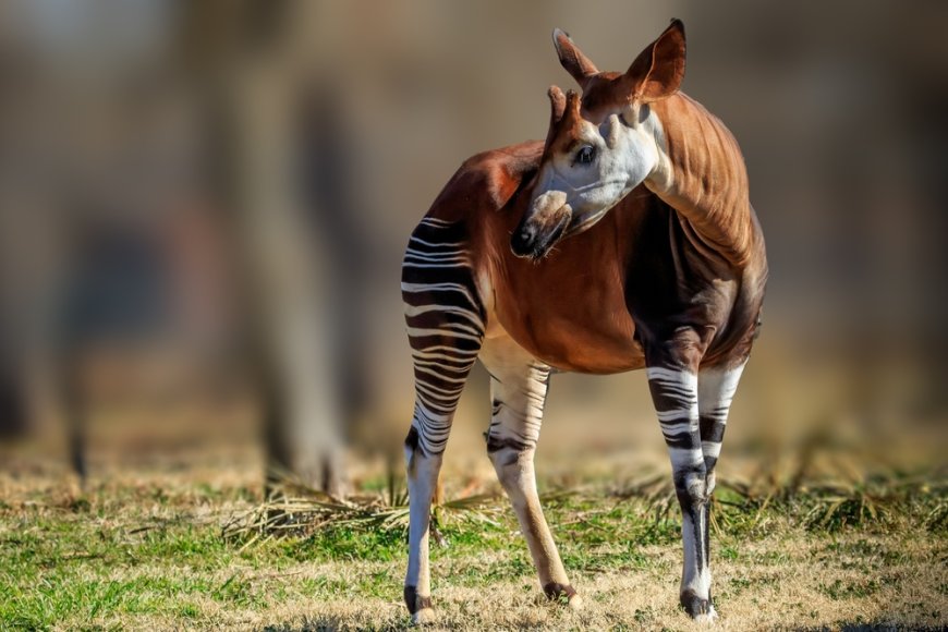 Okapi