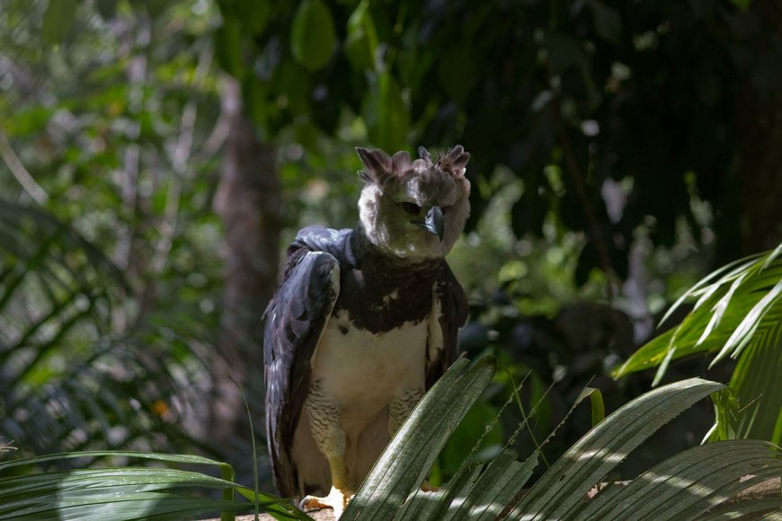 Harpy Eagle