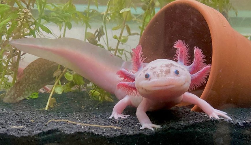 Axolotl