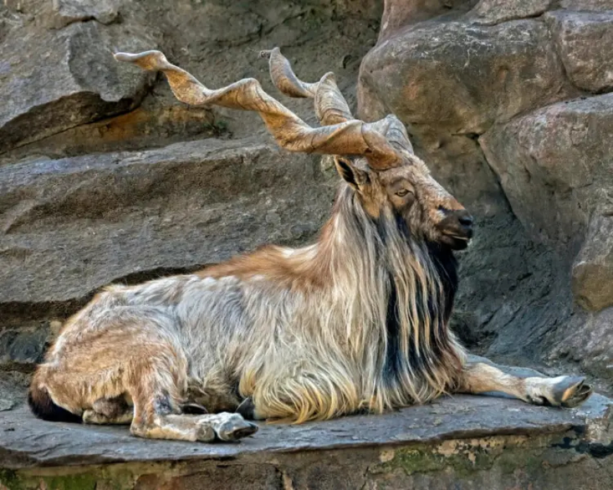 Markhor